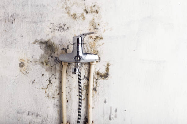 Best Black Mold Remediation in Breezy Point, MN