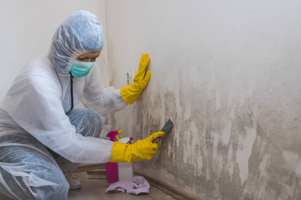 Best Post-Flood Mold Remediation in Breezy Point, MN