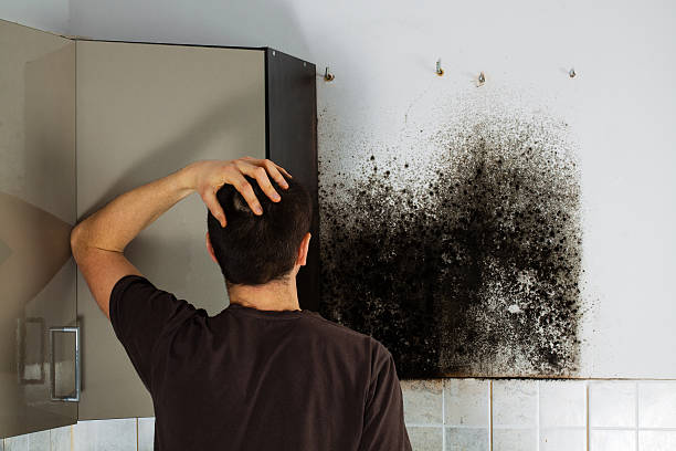 Best Bathroom Mold Remediation in Breezy Point, MN